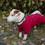 Detailed Report On Dog Coats With Legs